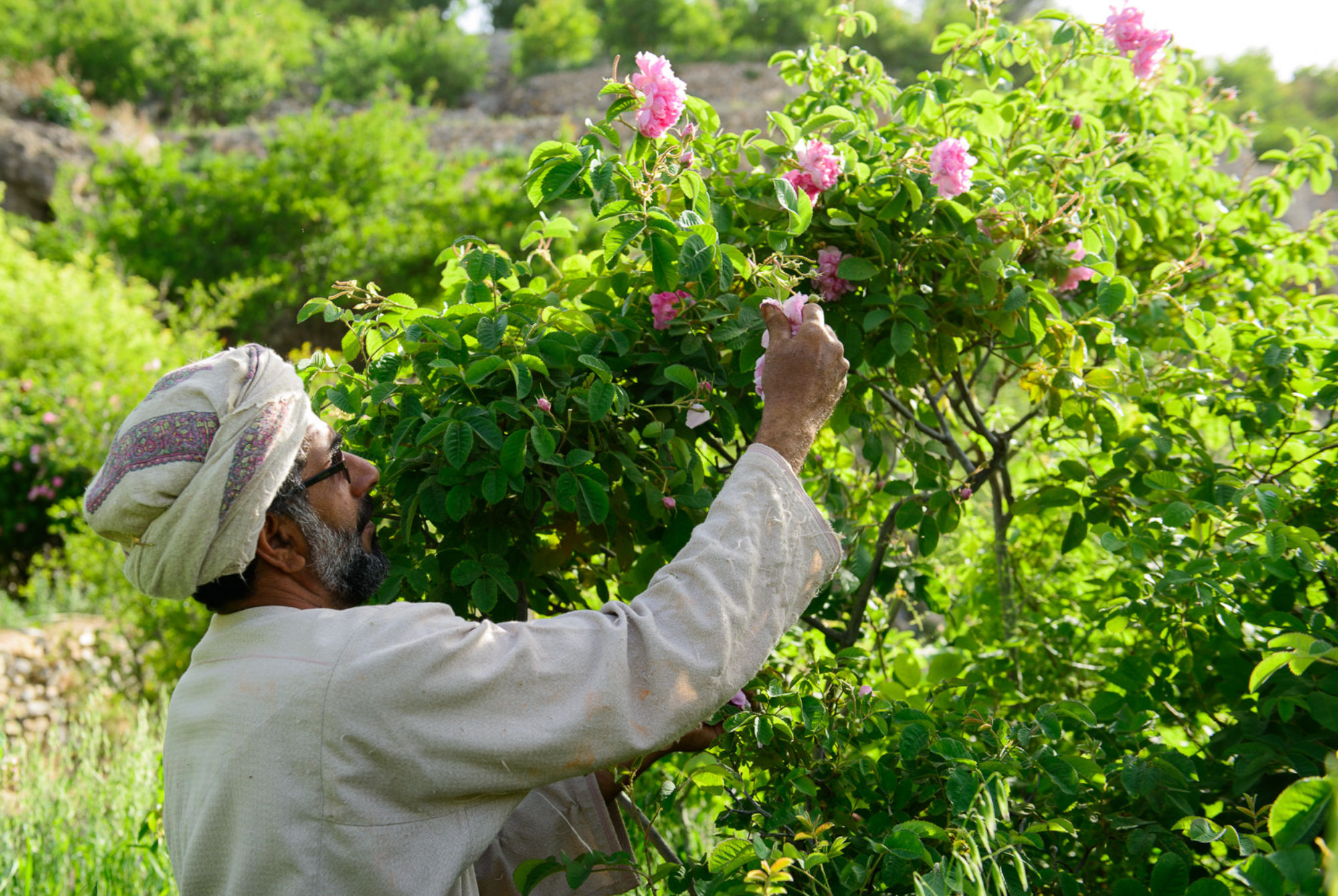 Le rose del Jabal Al Akhdar